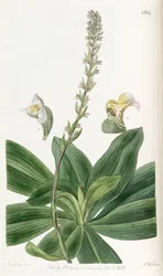 Brachystele bracteosa (come sin. Spiranthes bracteosa)